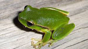 frog.jpeg