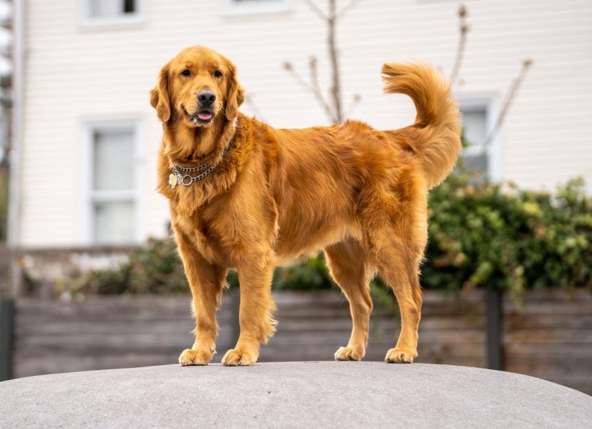 dog1.jpeg