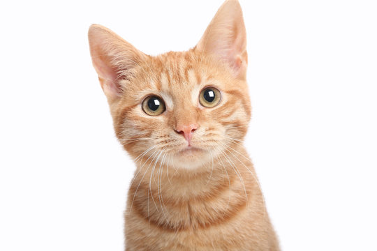 cat.jpeg