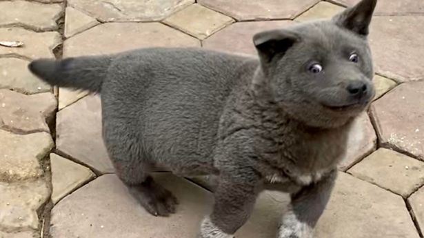 catdog.jpeg