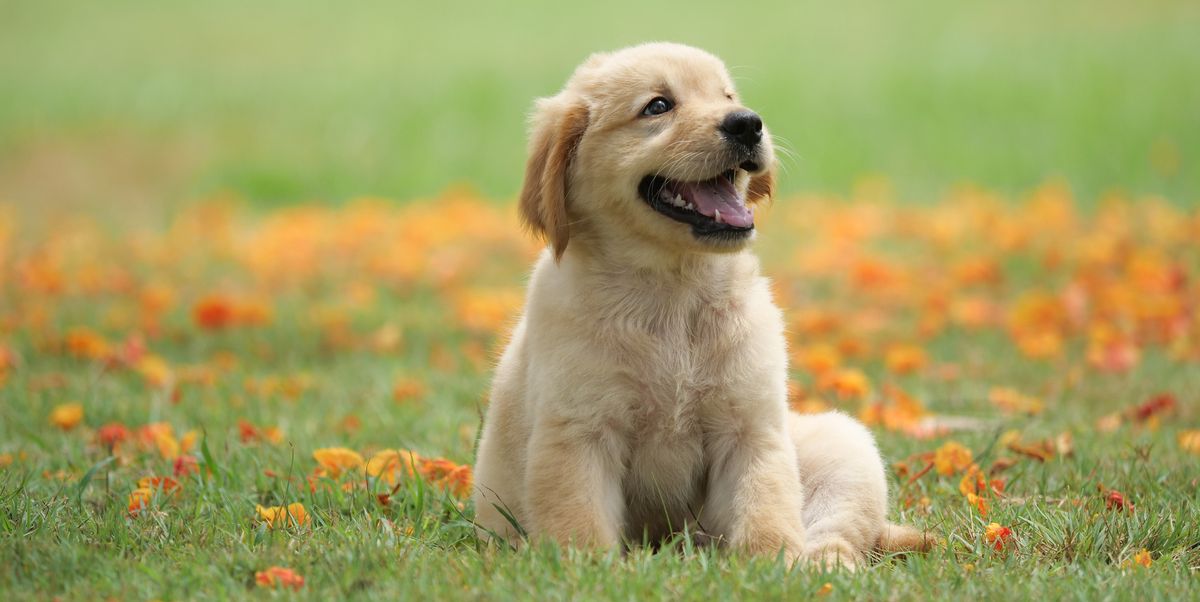 dog2.jpeg