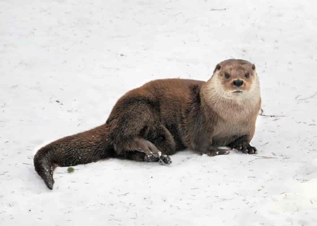 otter.jpeg