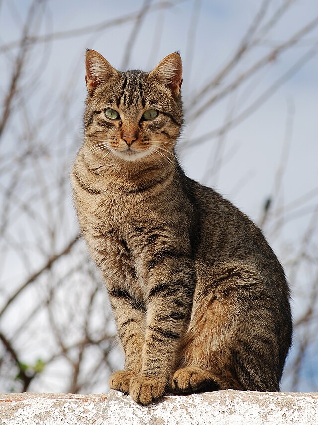 cat.jpeg