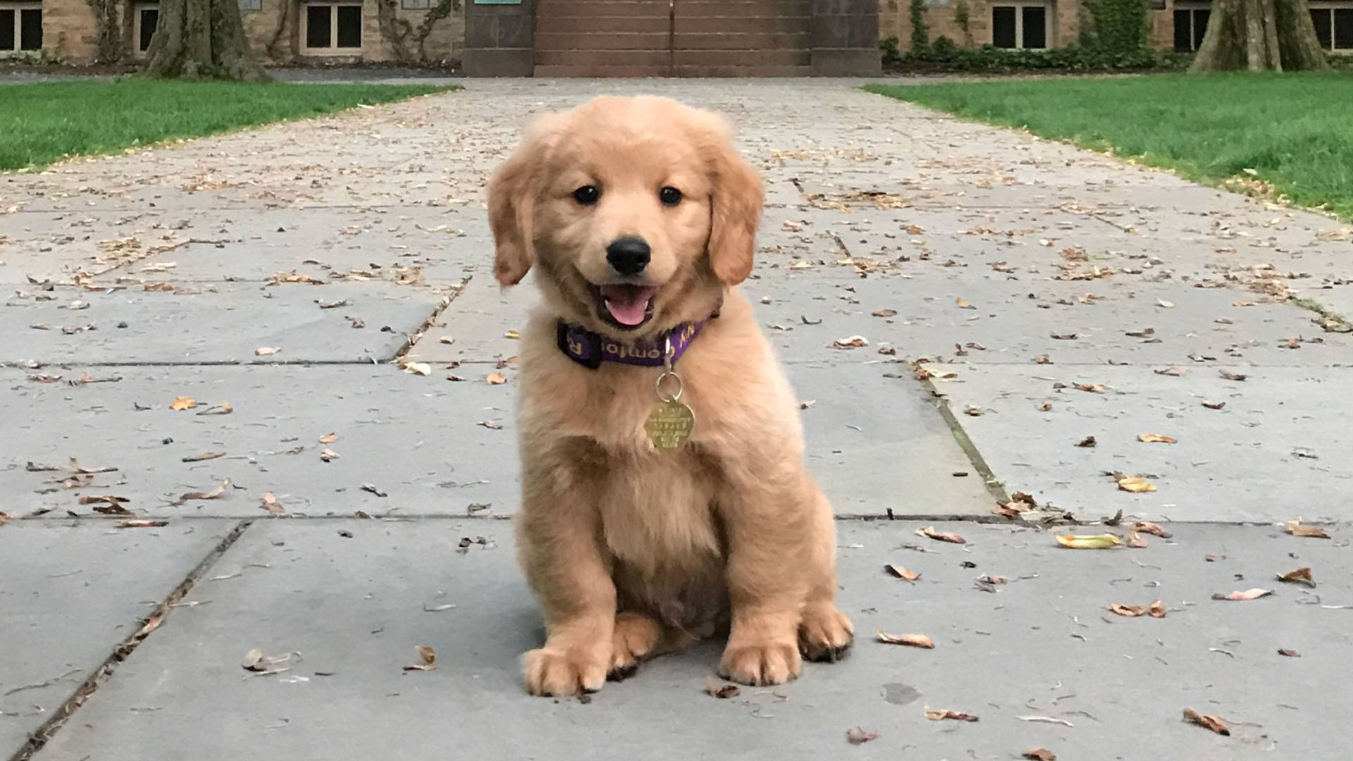 dog.jpeg