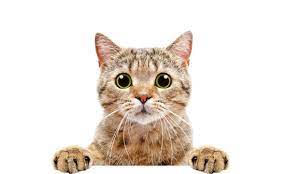 cat.jpeg