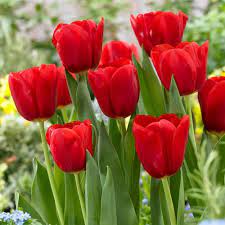 tulips.jpeg